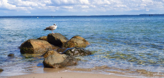 Möwe am Meer